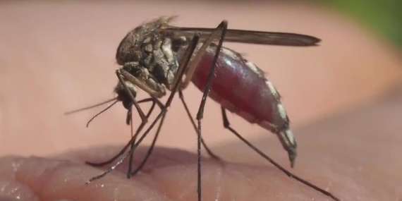Colorado tiene mayoría de casos del virus del Nilo Occidental en EE UU
