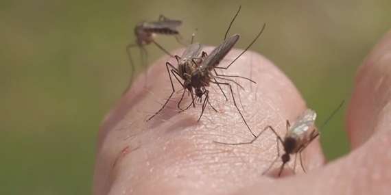 Colorado has most West Nile virus disease cases in United States