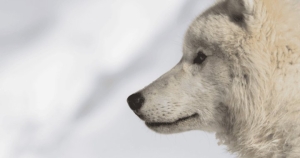 02-16-arcticwolves2.jpg