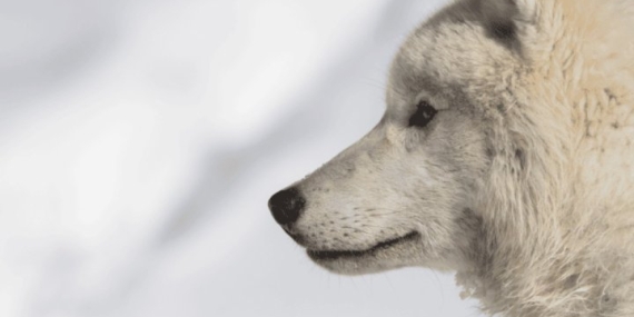 Edmonton Valley Zoo howling with excitement over new wolves – Edmonton