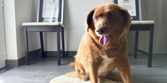 Bobi loses ‘world’s oldest dog’ title after Guinness World Records review – National