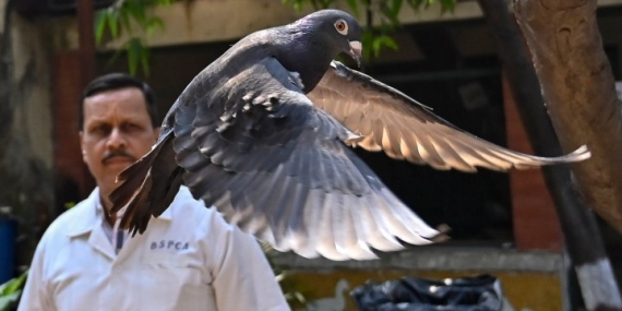 Live and let fly: Pigeon cleared of being a suspected Chinese spy – National