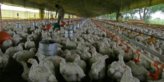 Deadly bird flu strain spreads in South America. What’s the risk to humans? – National