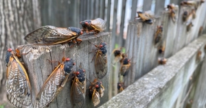 Cicadas.jpg