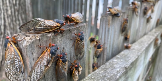 Billions of cicadas emerging amid rare double brood. Will Canadians get to see? – National