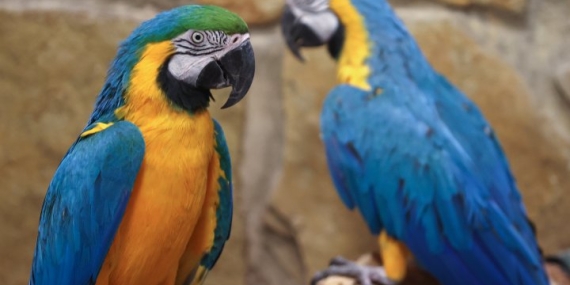 Parrot fever has killed 5 people in Europe. Should Canadians be worried? – National
