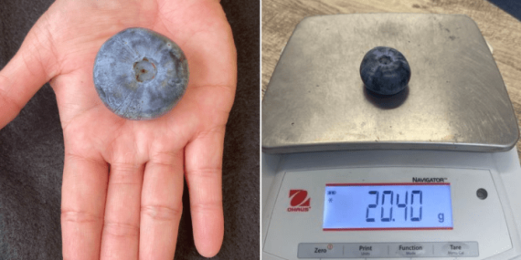 Berry, berry big: Massive Australian blueberry shatters world record – National