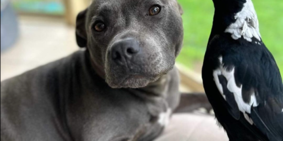 Molly the magpie: Famous bird separated from dog best friend, sparking petition – National