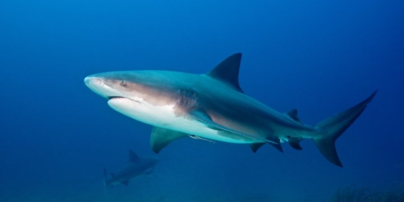 Friends ‘fight off’ shark after it attacks man in Tobago – National