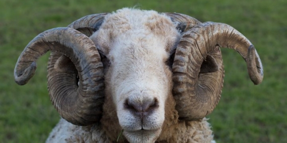 Aggressive sheep kills New Zealand couple, leaving community shocked – National
