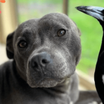 Molly the magpie reunited with dog best friend after public outcry – National