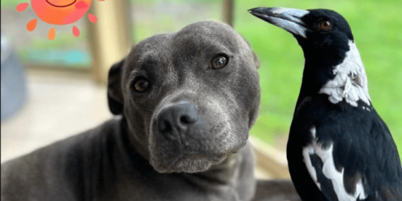 Molly the magpie reunited with dog best friend after public outcry – National