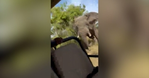 angry-elephant-2.jpg