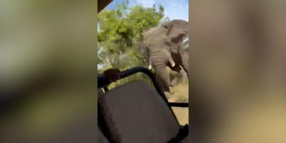 Charging elephant kills 79-year-old American tourist on Zambian safari – National