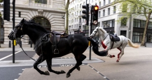 horses-london.jpeg