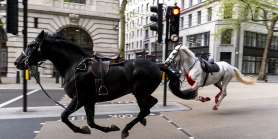 Four injured after military horses break loose, stampede in London, U.K. – National