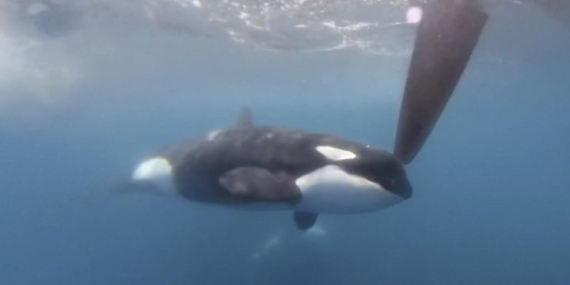 Orcas sink yet another yacht in the Strait of Gibraltar – National