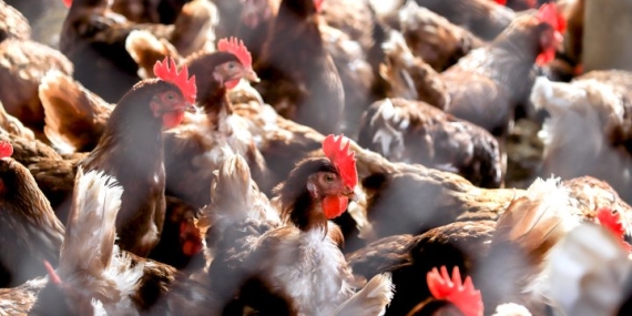 Australia’s 1st human case of bird flu confirmed in child – National