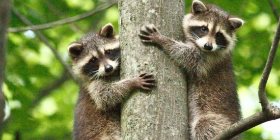 Raccoons are rapidly spreading in Tokyo, stymying local officials – National