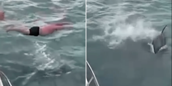 ‘Shocking and stupid’: Man fined for trying to ‘body slam’ orca – National
