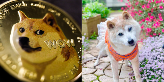 Kabosu, the dog behind the ‘Doge’ meme, has died – National