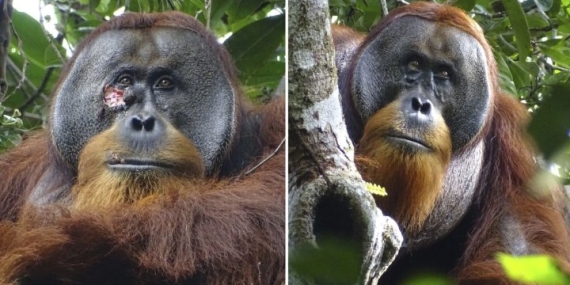 Orangutan treats facial wound with medicinal plant in documented first – National