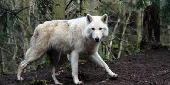Woman mauled by wolves while jogging in French safari park – National