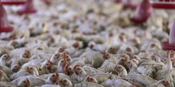 4-year-old child in India tests positive for bird flu, WHO confirms – National