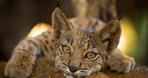 Iberian-Lynx.jpg
