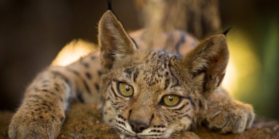 The Iberian lynx is back from the brink of extinction. Here’s how it happened – National