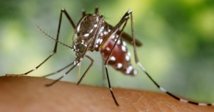 asian-tiger-mosquito.jpg