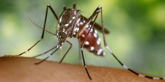Dengue fever is on the rise in Europe. Should Canadian travellers worry? – National