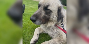 dog_4ddf13.jpg