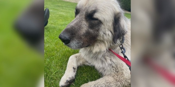 Barley the dog travels from U.S. to the Okanagan
