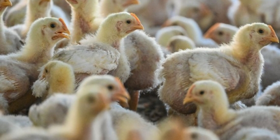 Bird flu is on the move — here are the different strains around the world – National
