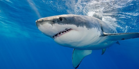 Great White North: Why more sharks are heading to Canada