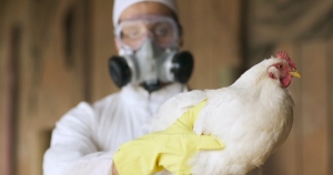 bird-flu.jpg
