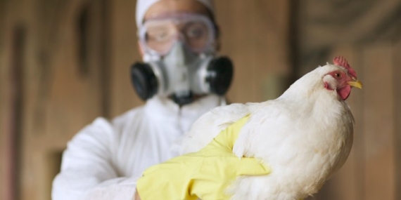 Bird flu pandemic may be ‘unfolding in slow motion,’ scientists warn – National