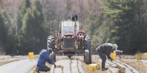 Canada’s temporary foreign workers subject to range of abuses: UN report – National
