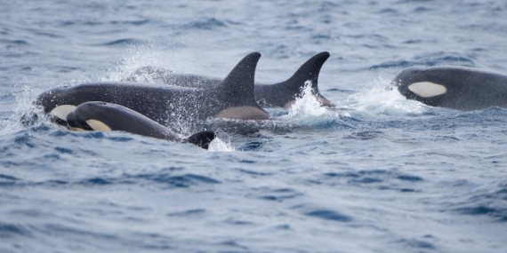 Woman injured after orcas ram another boat off Spain’s coast – National