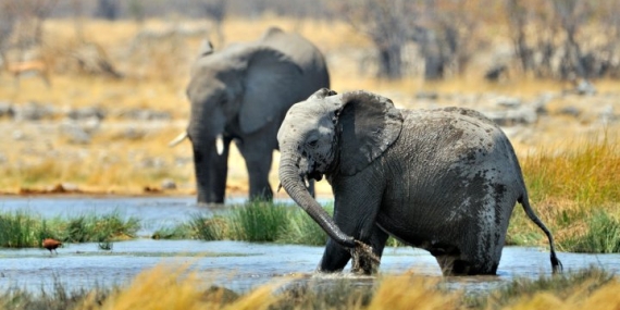 700 wild animals, including elephants and hippos, to be killed for meat in Namibia – National