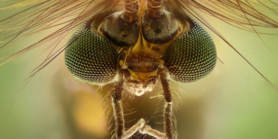 Travelling soon? This insect-transmitted virus is spreading at ‘unprecedented scale’ – National