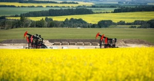 canola-canada-china.jpg