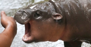 moo-deng-hippo-main.jpg
