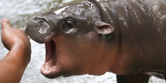 Meet Moo Deng, the adorable baby hippo everyone is falling for – National