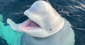 whale.jpg