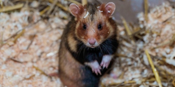 132 escaped hamsters run amok, ground Portuguese plane for 4 days – National
