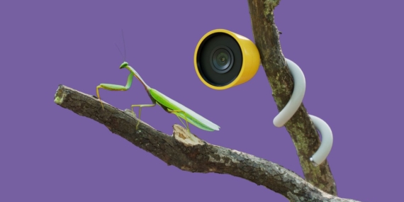 Forget bird watching, bug watching could be the next bug… er, big thing