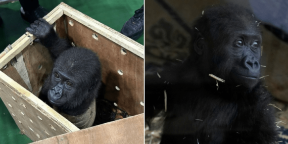 Baby gorilla recovering after rescue from cargo hold of plane in Turkey – National