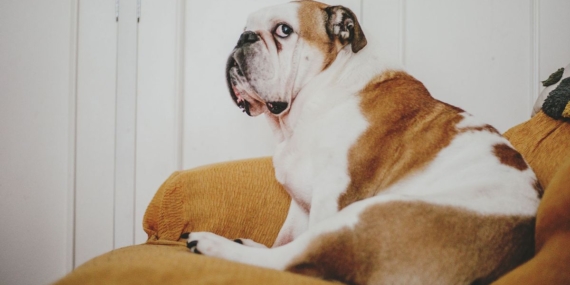 Levoit’s new pet-parent air purifier will switch on the fans when it senses your dog is being stinky